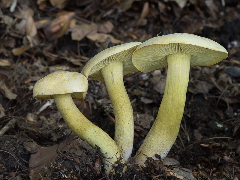 Tricholoma sulphureum